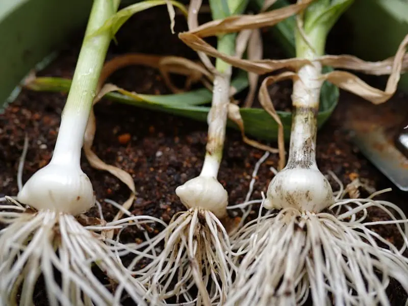 手軽に始める！ ニンニクのプランター栽培 | 農家web