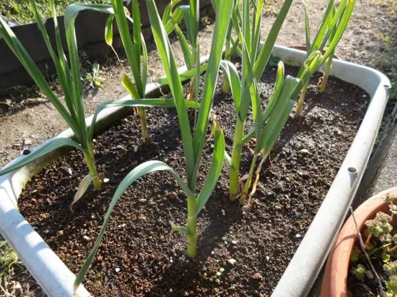手軽に始める！ ニンニクのプランター栽培 | 農家web