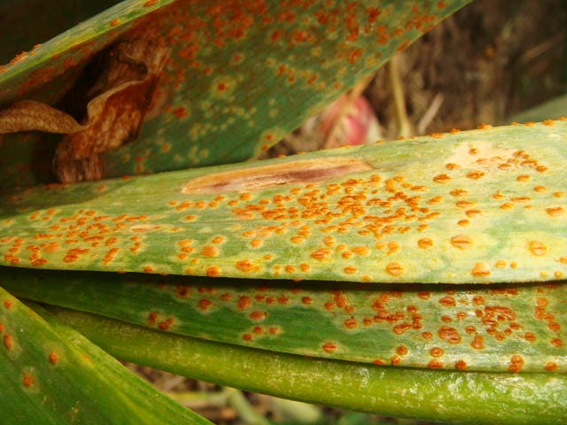 ニンニクの葉に大量発生したさび病