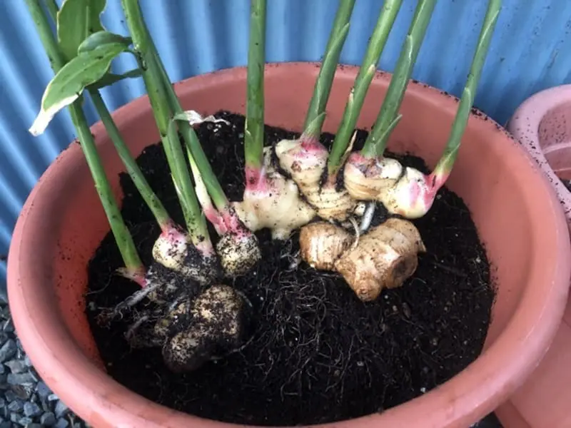 生姜種‼️芽が出てるので植えやすい‼️5ｋg入 Tips for harvesting large ginger from fresh ginger at the