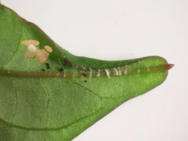 イモキバガ　中齢幼虫による被害葉