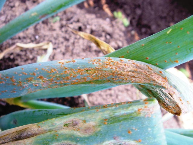 ネギで進行が進んださび病