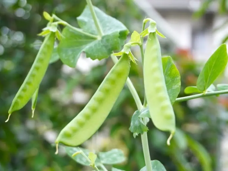 家庭菜園プランター　絹さや えんどう豆 6苗　サヤエンドウ　無化学肥料 自然菜園 種まき・苗から始める 絹さやのプランター栽培 | 農家web