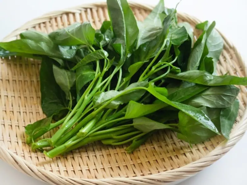 空芯菜（エンサイ）栽培 収穫を増やす摘芯（摘心）の方法 | 農家web
