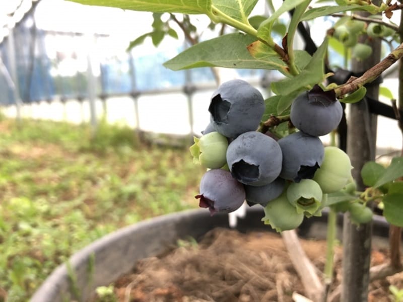 鉢植え・プランターで育てる ブルーベリー栽培 | 農家web