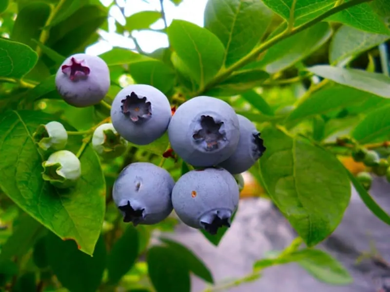 鉢植え・プランターで育てる ブルーベリー栽培 | 農家web