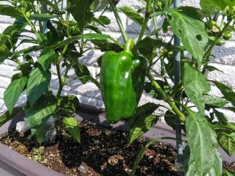 手軽に始める！ ピーマンのプランター栽培方法 | 農家web