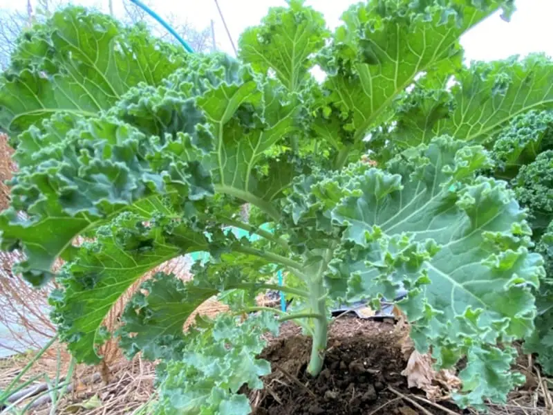 ケール プランター栽培 種まきから収穫までの育て方 | 農家web