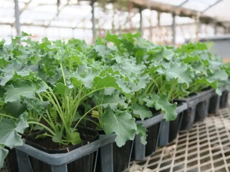 ケール プランター栽培 種まきから収穫までの育て方 | 農家web