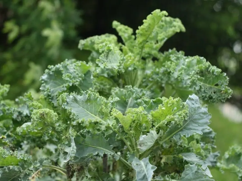 ケール プランター栽培 種まきから収穫までの育て方 | 農家web