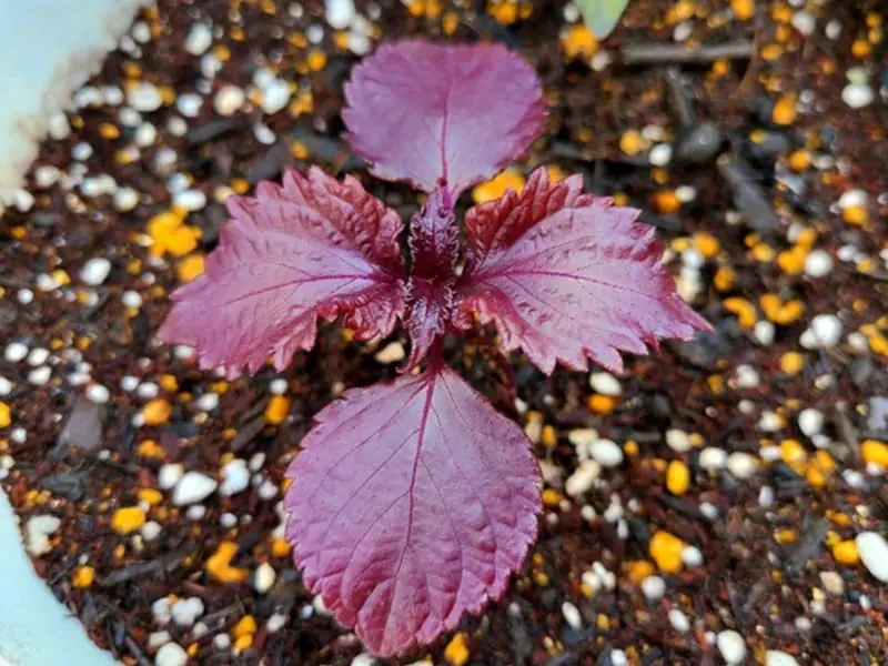 red-shiso-pot.jpg.webp