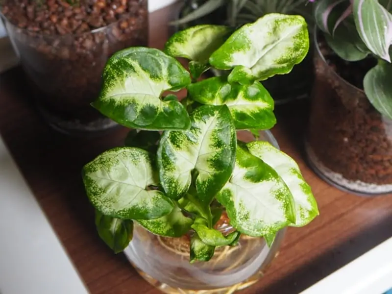 株分けと挿し木から始める シンゴニウムの水耕栽培 | 農家web