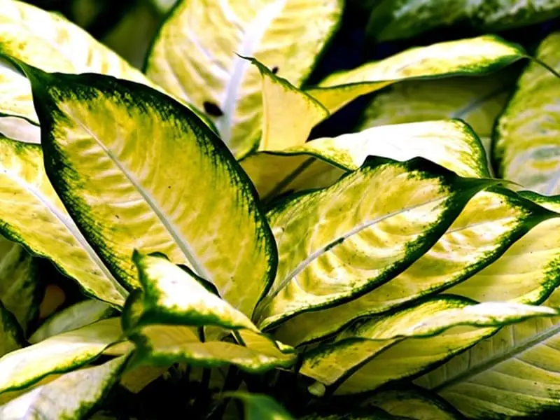 アグラオネマ水耕栽培 水挿しの手順やハイドロカルチャーの育て方