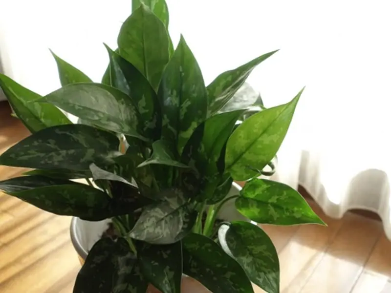 aglaonema-pot-1.jpg.webp