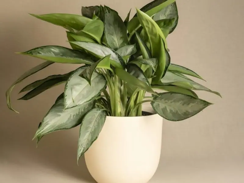 aglaonema-pot2.jpg.webp