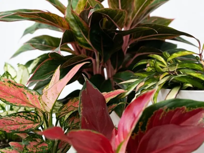 アグラオネマ水耕栽培 水挿しの手順やハイドロカルチャーの育て方