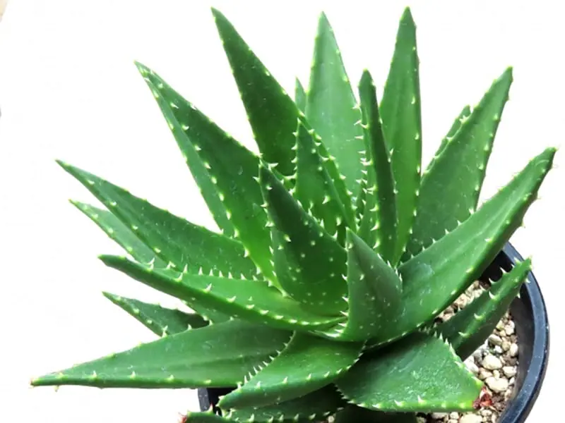 アロエの水耕栽培 土からの植え替え・育て方 | 農家web