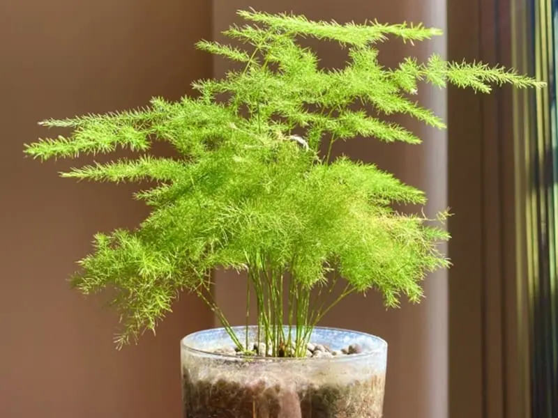 株分け、植え替えから始める アスパラガス（観葉植物）の水耕栽培