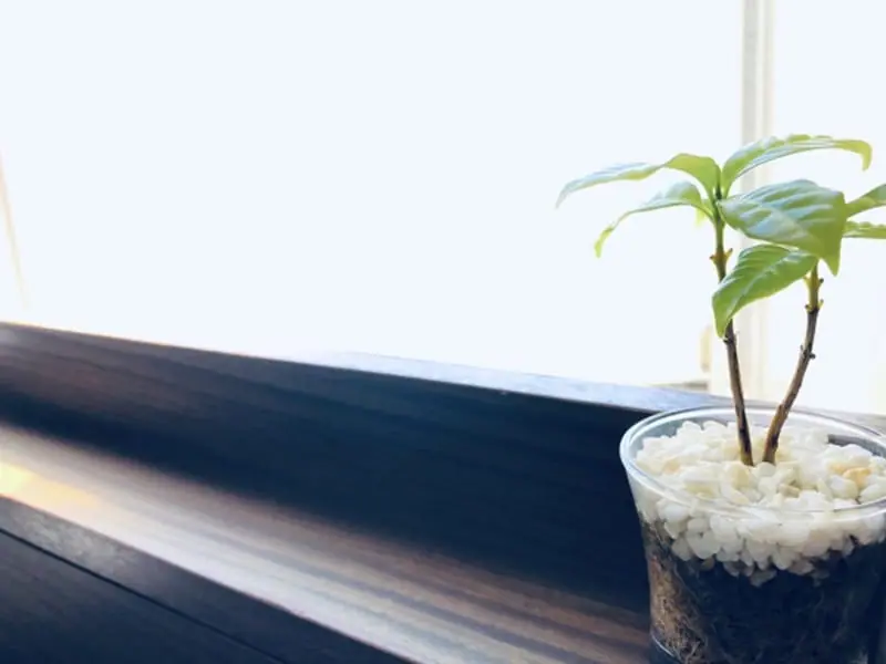 コーヒーの木の水耕栽培 挿し木・ハイドロカルチャーの育て方 | 農家web