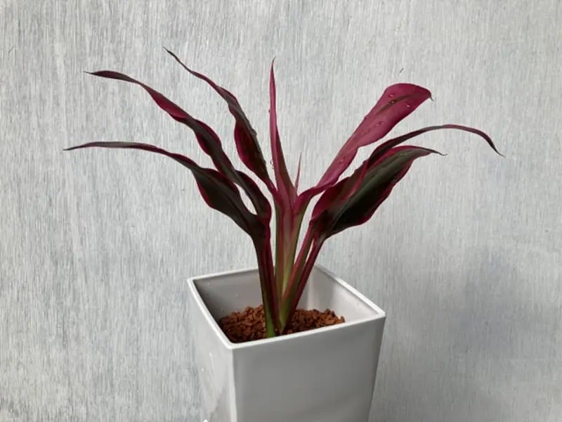 cordyline-pot.jpg.webp