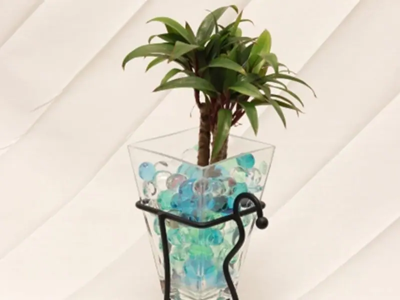 コルジリネの水耕栽培 挿し木・植え替えの手順や育て方 | 農家web
