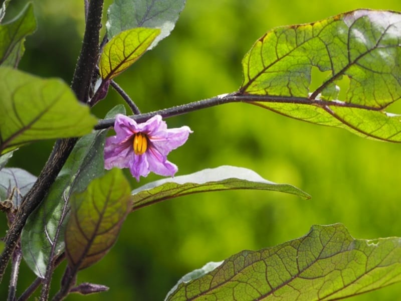 ナスの花