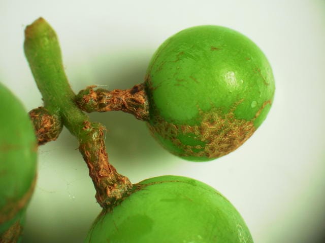 チャノキイロアザミウマに食害されたブドウ