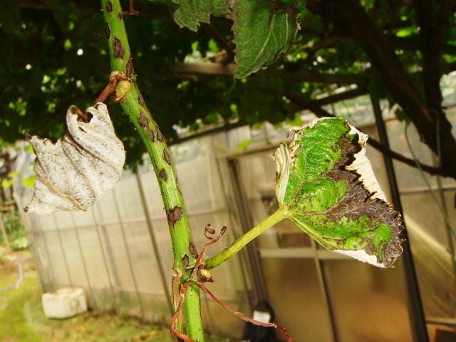 黒とう病が発症して、枝や葉に黒斑が発生したブドウ