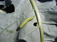 ブロッコリーの葉を食害するタマナギンウワバ