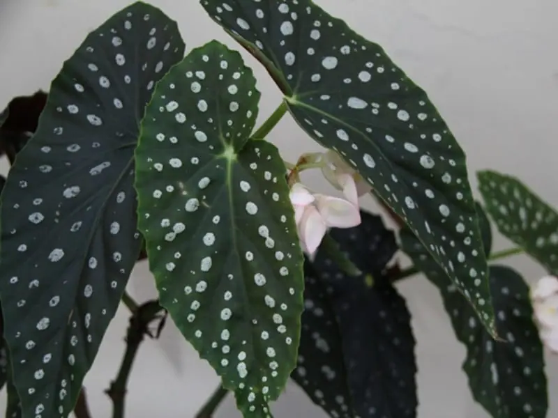 野生ベゴニアの栽培と鑑賞（中国語・英語） Cultivation and Appreciation of Wild Begonia [English