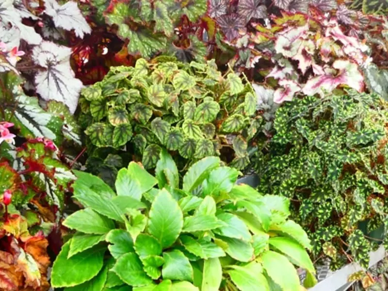 ベゴニアの水耕栽培 挿し木・ハイドロカルチャーの育て方 | 農家web