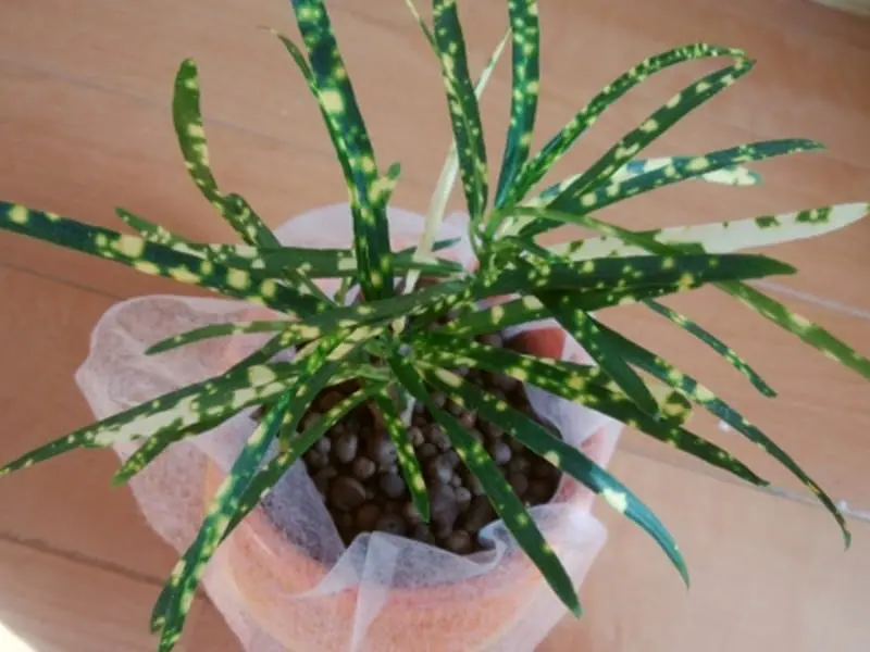 クロトンの水耕栽培 挿し木・植え替えの手順や育て方 | 農家web