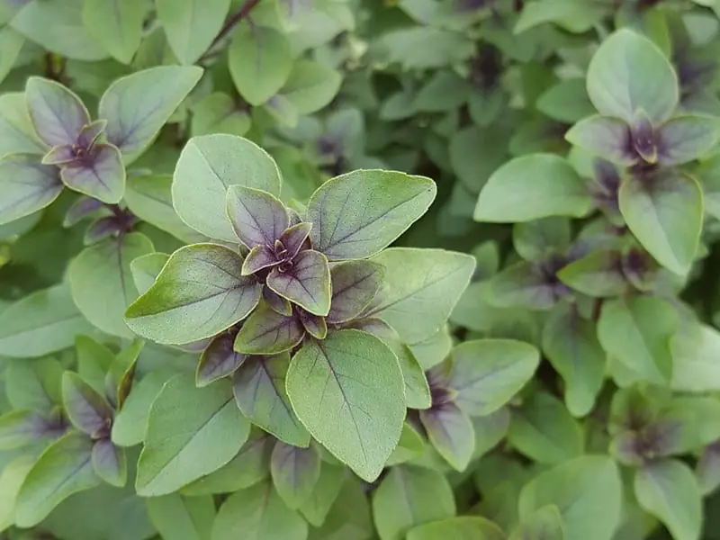 ペットボトルで簡単栽培 ホーリーバジルの水耕栽培 | 農家web