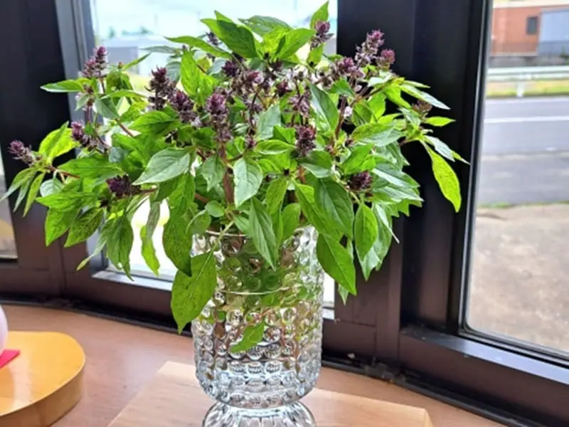 ペットボトルで簡単栽培 ホーリーバジルの水耕栽培 | 農家web