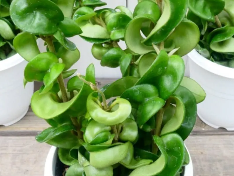 ホヤの水耕栽培 挿し木・植え替えの手順や育て方 | 農家web