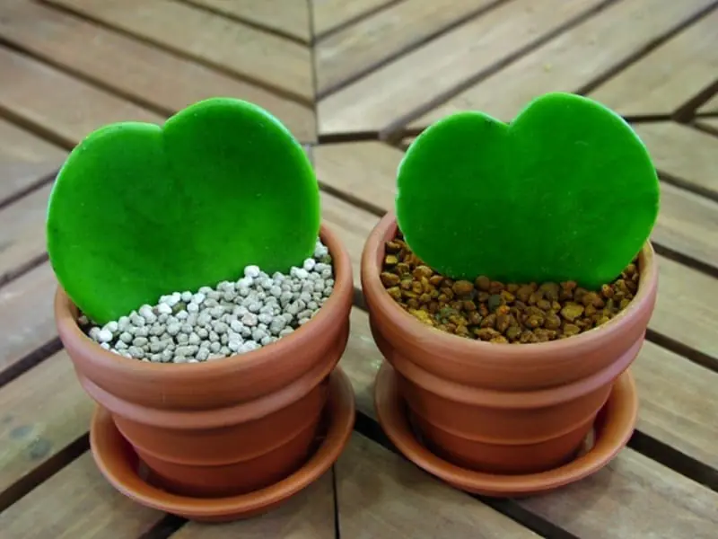 ホヤの水耕栽培 挿し木・植え替えの手順や育て方 | 農家web