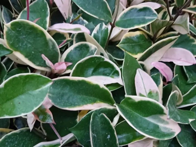 ホヤの水耕栽培 挿し木・植え替えの手順や育て方 | 農家web