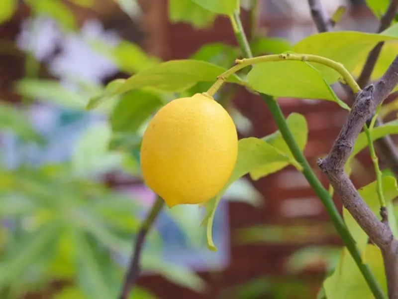 lemon-tree.jpg.webp