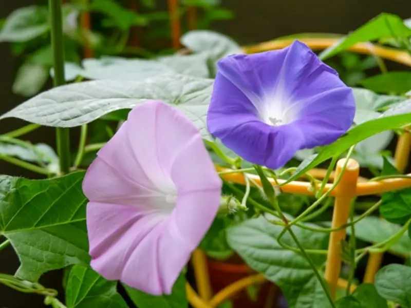 行灯仕立て・グリーンカーテンを作る 朝顔の摘芯（摘心）方法 | 農家web