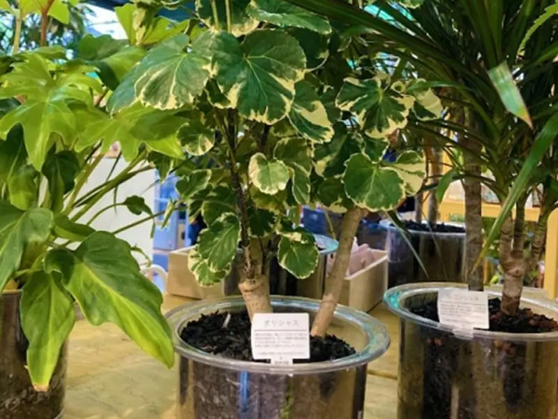 ポリシャスの水耕栽培 挿し木・植え替えの手順や育て方 | 農家web