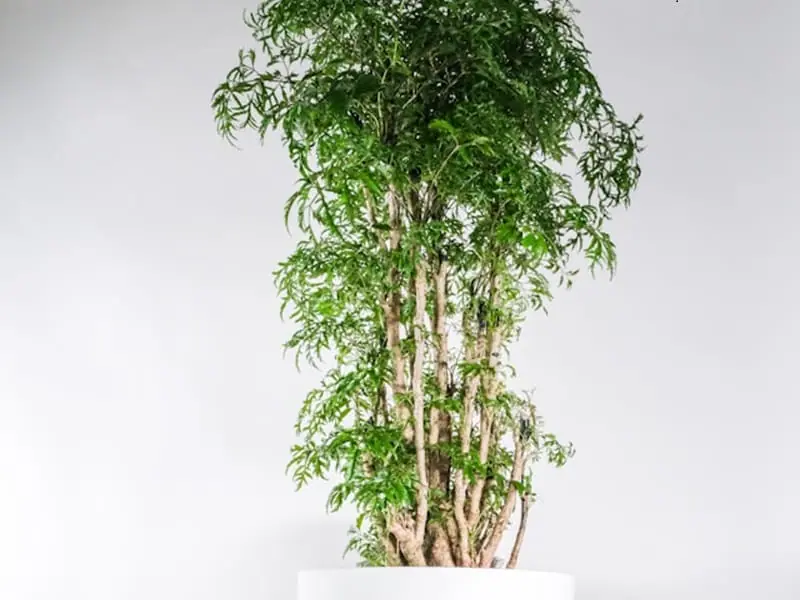 ポリシャスの水耕栽培 挿し木・植え替えの手順や育て方 | 農家web