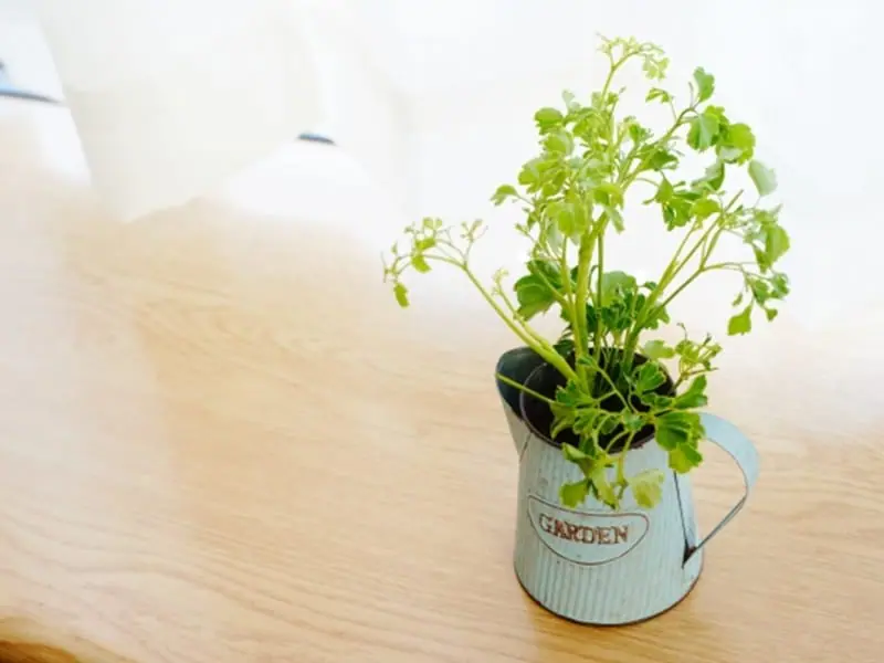 ポリシャスの水耕栽培 挿し木・植え替えの手順や育て方 | 農家web