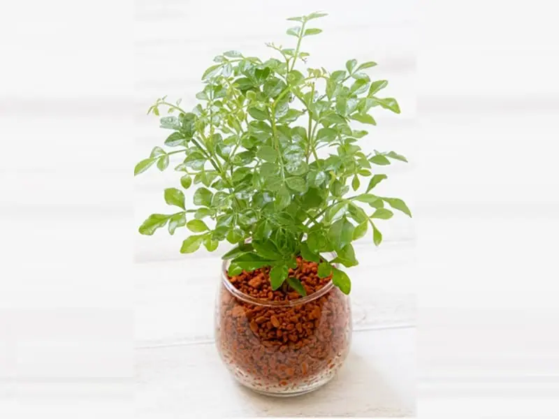 シマトネリコの水耕栽培 挿し木・植え替えの手順や育て方 | 農家web