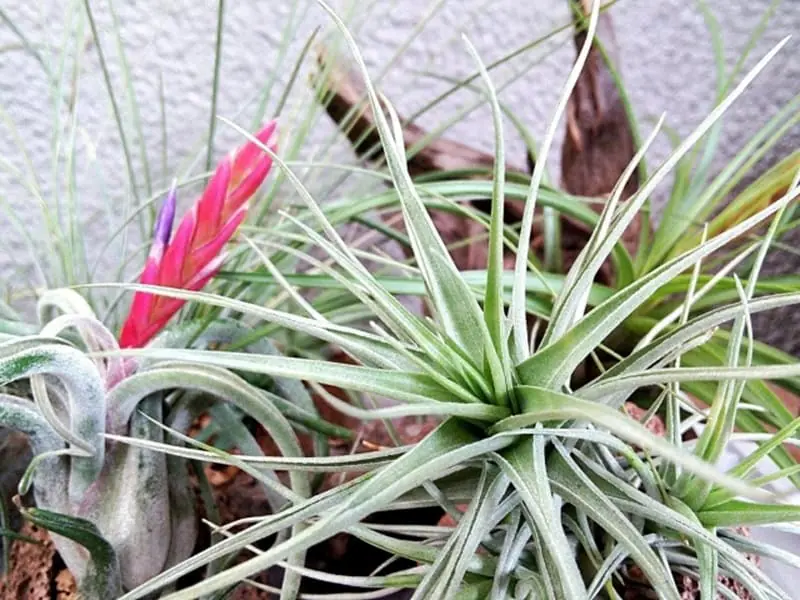 エアープランツ（チランジア）水耕栽培 育て方の基本 | 農家web