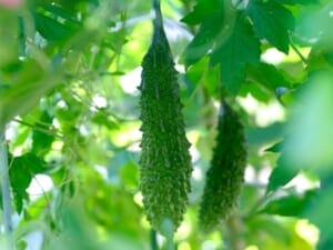 ゴーヤ（にがうり）栽培に適した肥料と与え方 | 農家web