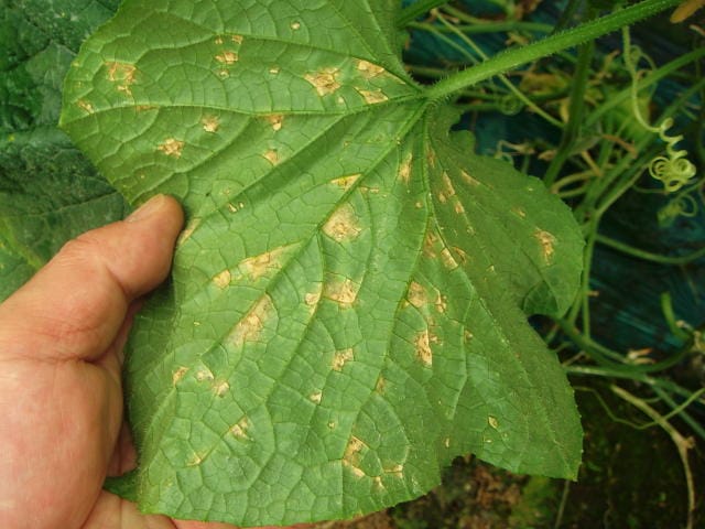 キュウリの斑点細菌病の発病中期の葉の状態（葉裏）