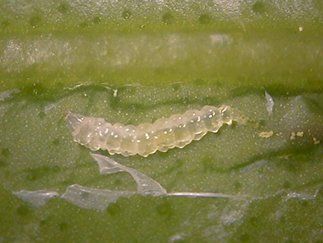 ミカンハモグリガの幼虫