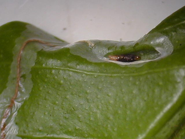 葉縁で蛹になっているミカンハモグリガ
