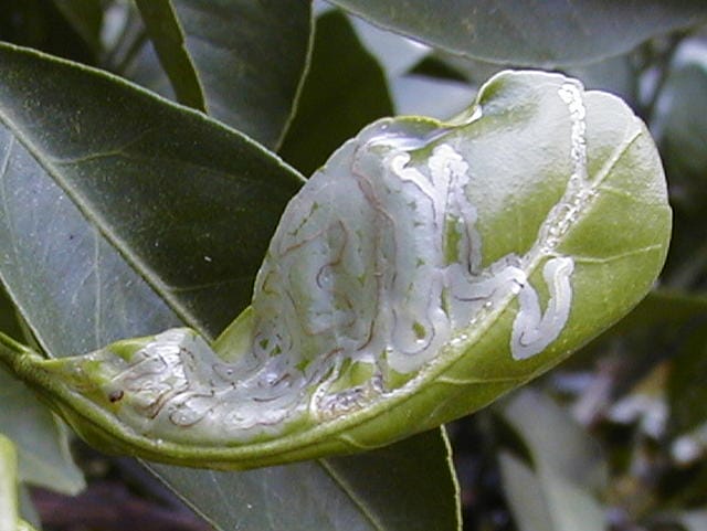 ミカンハモグリガに食害された柑橘の葉