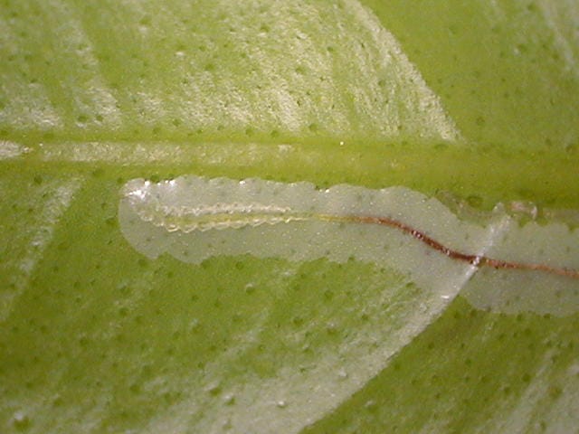 ミカンハモグリガの幼虫が葉を食害した跡